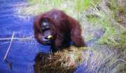 Orangutan v n�rodn�m parku Tanjung Puting. Kalimantan, Indon�sie.