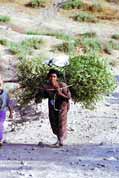 Tak toto je zp�sob jak odn�st pora�en� strom. Lalibela. Sever, Etiopie.