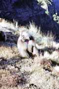 Etiop�t� pavi�ni. Simien mountains. Sever, Etiopie.