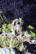 Etiop�t� pavi�ni. Simien mountains. Sever, Etiopie.