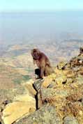 Etiop�t� pavi�ni. Simien mountains. Sever, Etiopie.