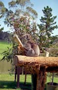 Koala. Austr�lie.