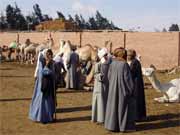 Velbloud� trh bl�zko K�hiry. Egypt.