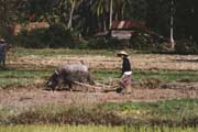 Pr�ce v r��ov�m poli. Laos.