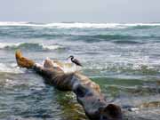 N�rodn� park Cahuita. Kostarika.