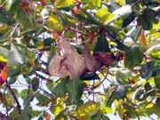 Lenochod. N�rodn� park Manuel Antonio. Kostarika.