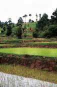 Ry�ovi�t�. Oblast okolo vesnice Kalaw.  Myanmar (Barma).