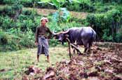 Pr�ce na poli. Myanmar (Barma).