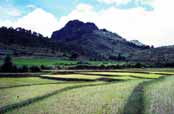 Ry�ovi�t�. Oblast okolo vesnice Kalaw. Myanmar (Barma).