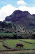 Ry�ovi�t�. Oblast okolo vesnice Kalaw. Myanmar (Barma).