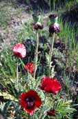 M�k, oblast Mt Damavand. �r�n.