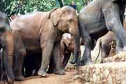 Slon� �tulek v Mahaweli nedaleko Kendy. Sr� Lanka.