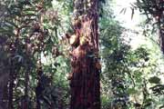 P��rodn� rezervace, Kandy. Sr� Lanka.