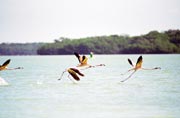 R��ov� plame��ci (Phoenicopterus ruber), Celestun. Mexiko.