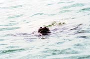 Mo�sk� kr�va, Caye Caulker. Belize.