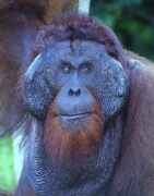 Kusasi - kr�l orangutan� v n�rodn�m parku Tanjung Puting. Kalimantan, Indon�sie.