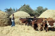 Ml�cen� obil�, ji�n� od Addis Abbeby. Jih, Etiopie.