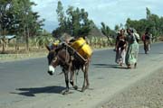 Vesnice ji�n� od Addis Abbeby. Jih, Etiopie.