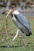 ��p Marabu africk� (Leptoptilos crumeniferus), jezero Ziway. Jih, Etiopie.