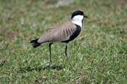 �ejka trnit� (Vanellus spinosus), jezero Ziway. Jih, Etiopie.