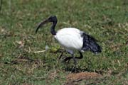 Ibis posv�tn� (Threskiornis aethiopicus), jezero Ziway. Jih, Etiopie.