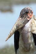 ��p Marabu africk� (Leptoptilos crumeniferus), jezero Ziway. Jih,  Etiopie.