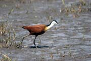 Ostn�k africk� (Actophilornis africanus), jezero Ziway. Jih, Etiopie.