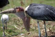 ��p Marabu africk� (Leptoptilos crumeniferus), jezero Ziway. Jih, Etiopie.