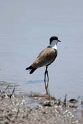 �ejka trnit� (Vanellus spinosus), jezero Ziway. Jih, Etiopie.