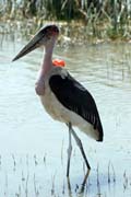 ��p Marabu africk� (Leptoptilos crumeniferus), jezero Ziway. Jih, Etiopie.