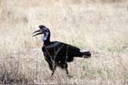 Zoboro�ek kafersk� (Bucorvus ladbeateri), jezero Ziway. Jih, Etiopie.