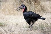 Zoboro�ek kafersk� (Bucorvus ladbeateri), jezero Ziway. Jih, Etiopie.
