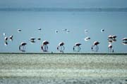 Plame��ci r��ov� (Phoenicopterus ruber), jezero Abiata. Jih, Etiopie.