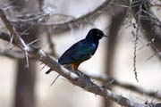 Leskoptev kovov� (Lamprotornis chalybaeus), jezero Abiata. Jih, Etiopie.
