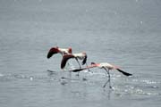 Plame��ci r��ov� (Phoenicopterus ruber), jezero Shala. Jih, Etiopie.