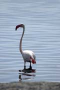 Plame��k r��ov� (Phoenicopterus ruber), jezero Shala. Jih, Etiopie.