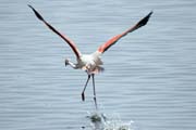 Plame��k r��ov� (Phoenicopterus ruber), jezero Shala. Jih, Etiopie.