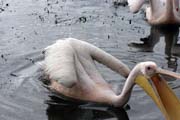 Pelik�n africk� (Pelecanus rufescens), jezero Shala. Jih, Etiopie.