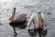 Pelik�n africk� (Pelecanus rufescens), jezero Shala. Jih, Etiopie.