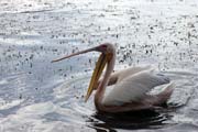 Pelik�n africk� (Pelecanus rufescens), jezero Shala. Jih, Etiopie.