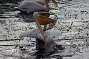 Pelik�n africk� (Pelecanus rufescens), jezero Shala. Jih, Etiopie.