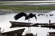 ��p Marabu africk� (Leptoptilos crumeniferus), jezero Awasa. Jih, Etiopie.