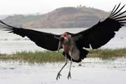 ��p Marabu africk� (Leptoptilos crumeniferus), jezero Awasa. Jih, Etiopie.