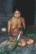Su�en� s�gov� mouky. Ostrov Siberut. Sumatra, Indon�sie.