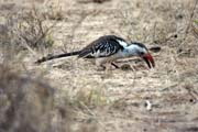 Zoboro�ec rudozob� (Tockus erythrorhynchus), okol� Jinky. Jih, Etiopie.