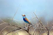 Mandel�k fialovoprs� (Coracias caudata). Jih,  Etiopie.