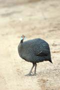 Perli�ka kropenat� (Numida meleagris). Jih, Etiopie.