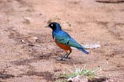 Leskoptev n�dhern� (Lamprotornis superbus). Jih, Etiopie.