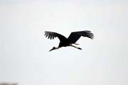 ��p b�lokrk� (Ciconia episcopus), Murlle. Jih, Etiopie.