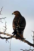 Orel stepn� (Aquila rapax). Jih,  Etiopie.